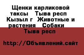 Щенки карликовой таксы - Тыва респ., Кызыл г. Животные и растения » Собаки   . Тыва респ.